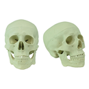 Human Skull Model, Life Sized, 3 Parts, Detailed, 21 x 18 x 15 cm, Made of PVC